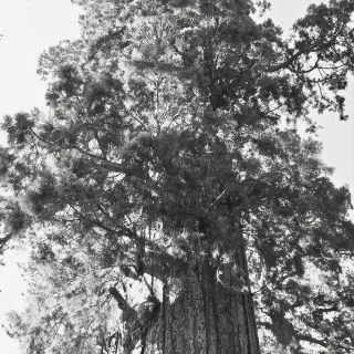 Nancy Lu Sequoia - Attorney